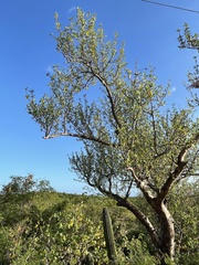 Bursera cerasiifolia