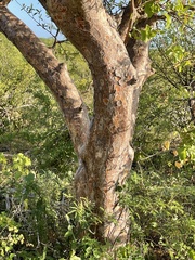 Bursera cerasiifolia