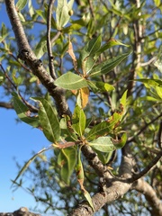 Bursera cerasiifolia