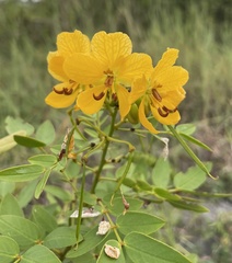 Senna chapmanii