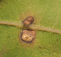 Neuroterus quercusverrucarum