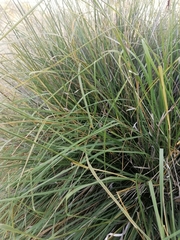 Carex virgata