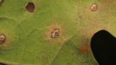 Neuroterus quercusverrucarum