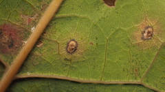Neuroterus quercusverrucarum