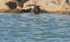 Tachybaptus ruficollis