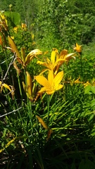 Hemerocallis middendorffii