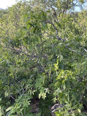 Rhus tepetate