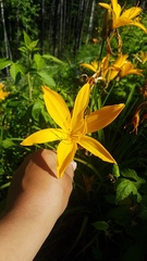 Hemerocallis middendorffii