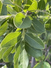 Rhus tepetate