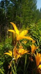 Hemerocallis middendorffii