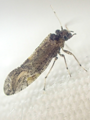 Myopsocidae