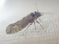 Myopsocidae