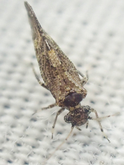 Myopsocidae