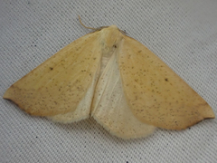 Neoterpes edwardsata