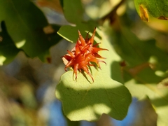 Cynips quercusechinus