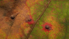 Neuroterus quercusverrucarum
