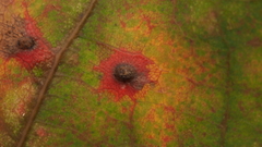 Neuroterus quercusverrucarum
