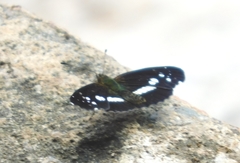 Castilia