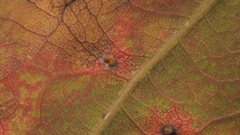 Neuroterus quercusverrucarum