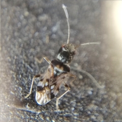 Pseudopachybrachius concepcioni