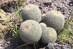 Coryphantha recurvata recurvata