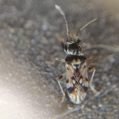 Pseudopachybrachius concepcioni