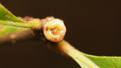 Andricus mamillaformis