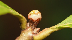 Andricus mamillaformis