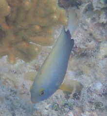 Pomacentrus chrysurus