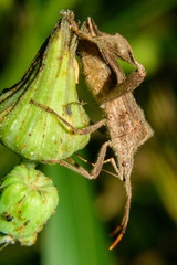 Leptoglossus concaviusculus