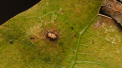 Neuroterus quercusverrucarum