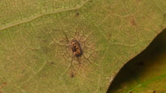 Neuroterus quercusverrucarum