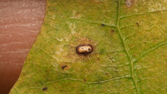Neuroterus quercusverrucarum