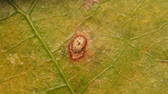 Neuroterus quercusverrucarum
