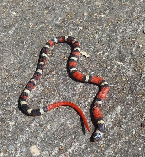 Michoacán Ground Snake