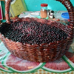 Vaccinium leucanthum