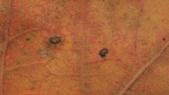 Neuroterus quercusverrucarum