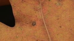 Neuroterus quercusverrucarum