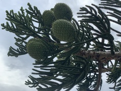 Araucaria cunninghamii