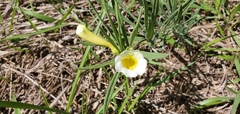 Anemopaegma arvense