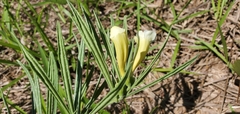 Anemopaegma arvense