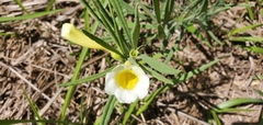Anemopaegma arvense