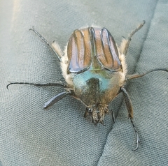 Ischnoscelis hoepfneri