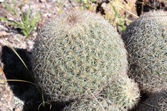 Coryphantha recurvata recurvata
