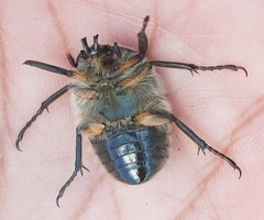 Ischnoscelis hoepfneri
