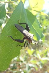Anoplocnemis curvipes