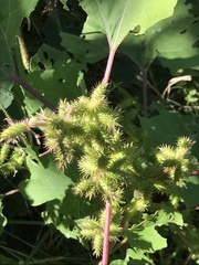 Xanthium strumarium canadense