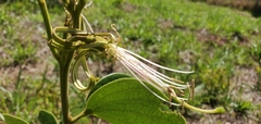 Bauhinia campestris