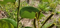 Bauhinia campestris