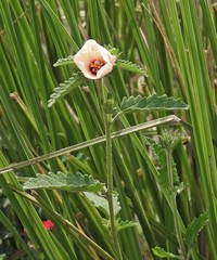 Pavonia betonicaefolia